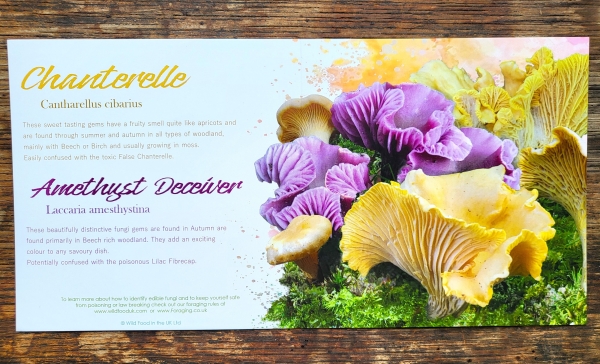 Chanterelle & Amethyst Deceivers